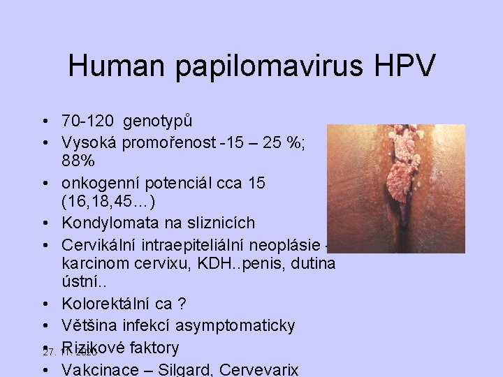 Human papilomavirus HPV • 70 -120 genotypů • Vysoká promořenost -15 – 25 %;