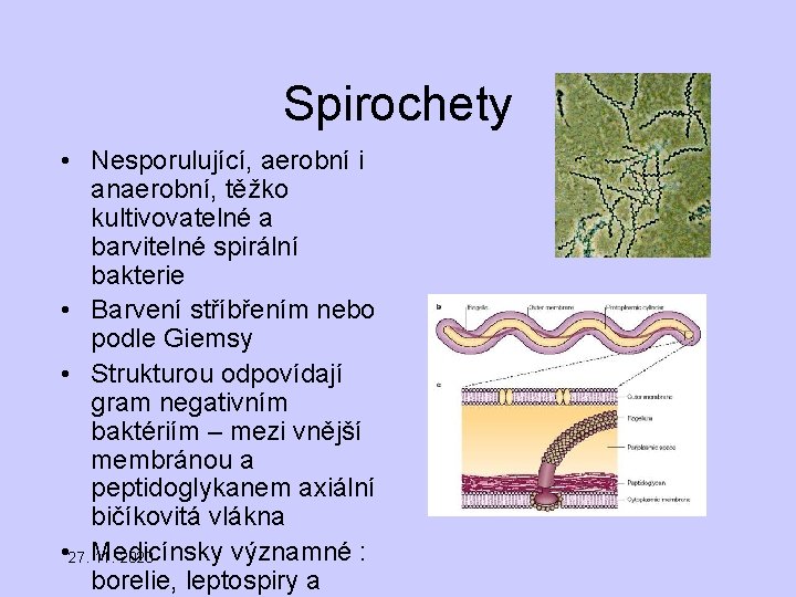 Spirochety • Nesporulující, aerobní i anaerobní, těžko kultivovatelné a barvitelné spirální bakterie • Barvení