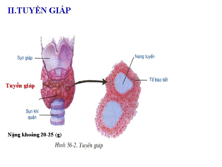 II. TUYẾN GIÁP Tuyến giáp Nặng khoảng 20 -25 (g) 