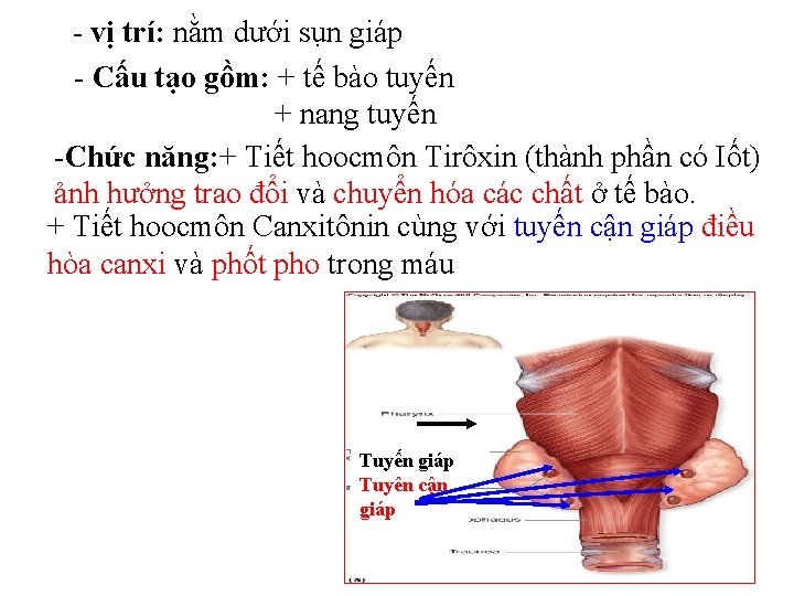 - vị trí: nằm dưới sụn giáp - Cấu tạo gồm: + tế bào