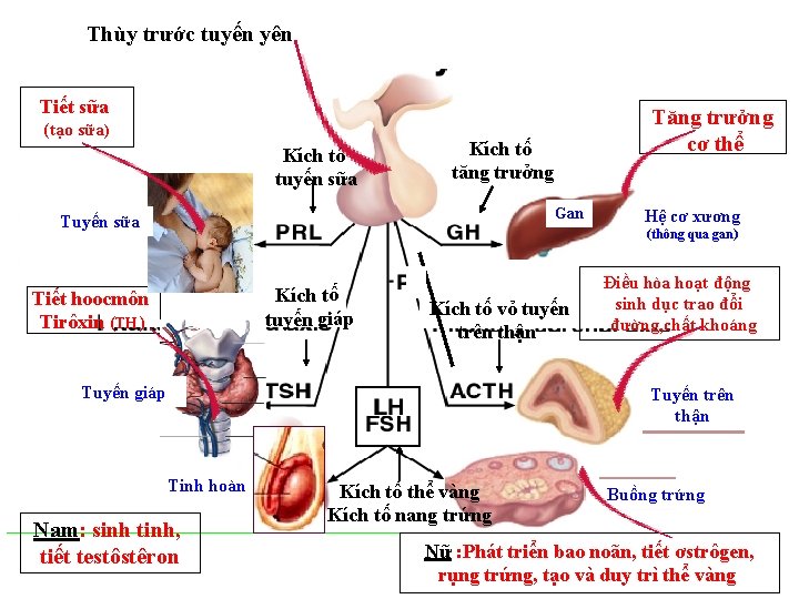 Thùy trước tuyến yên Tiết sữa (tạo sữa) Kích tố tuyến sữa Tăng trưởng