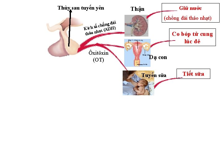 Thùy sau tuyến yên i ống đá h c ố t Kích ạt (ADH)