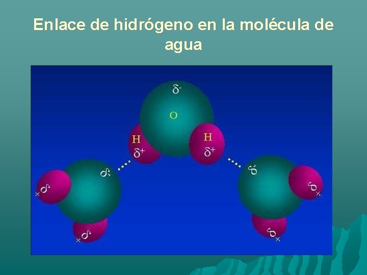 Enlace de hidrógeno en la molécula de agua 