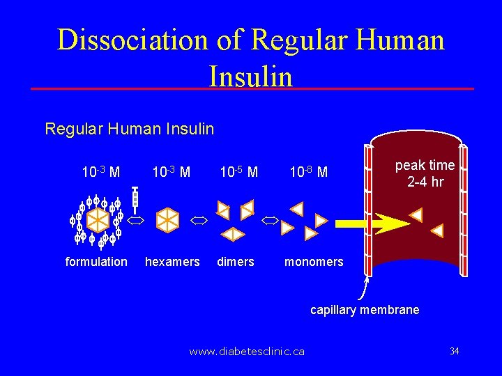 Dissociation of Regular Human Insulin 10 -3 M Û formulation 10 -5 M Û
