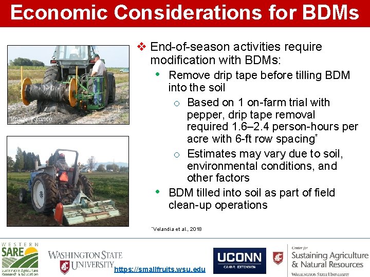 Economic Considerations for BDMs v End-of-season activities require modification with BDMs: • Remove drip