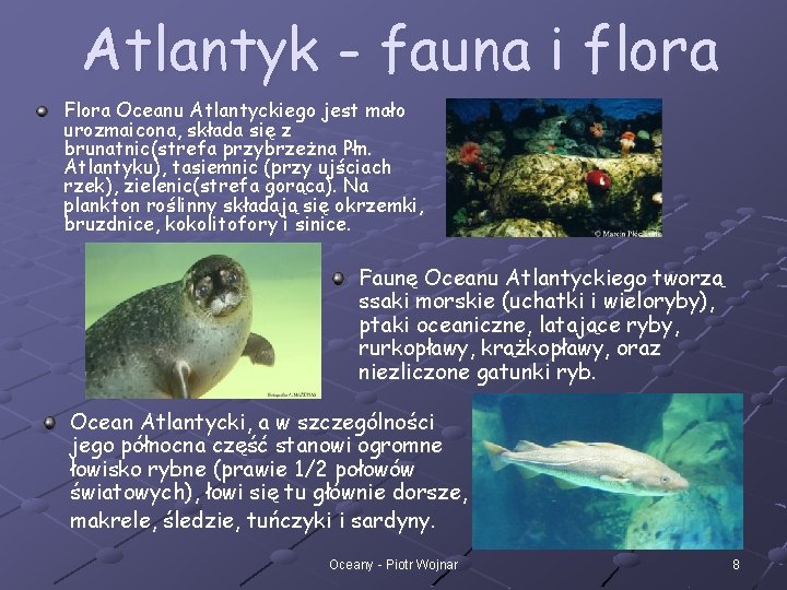 Atlantyk - fauna i flora Flora Oceanu Atlantyckiego jest mało urozmaicona, składa się z