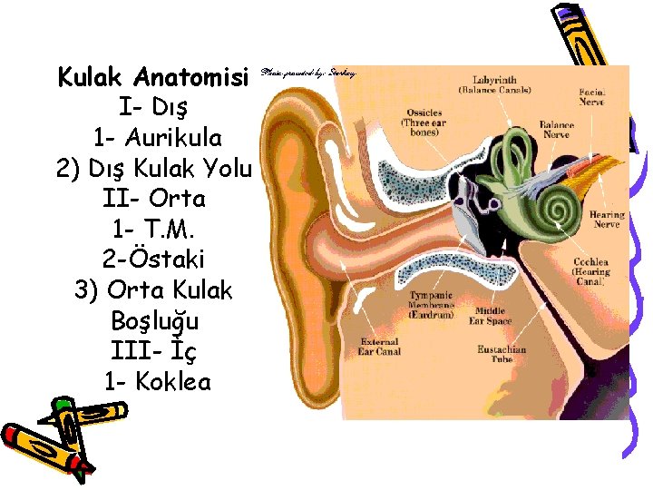 Kulak Anatomisi I- Dış 1 - Aurikula 2) Dış Kulak Yolu II- Orta 1