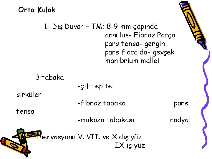 Orta Kulak 1 - Dış Duvar – TM: 8 -9 mm çapında annulus- Fibröz