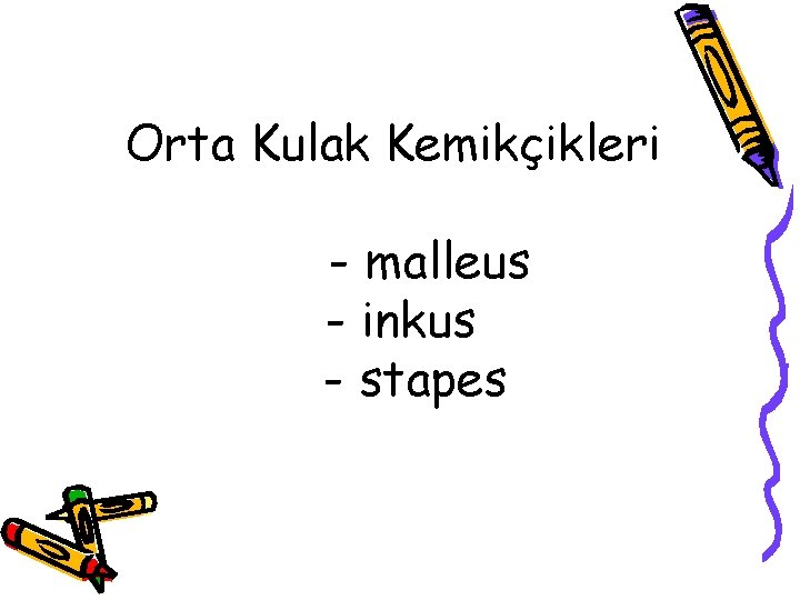 Orta Kulak Kemikçikleri - malleus - inkus - stapes 