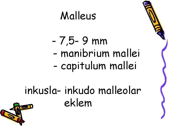 Malleus - 7, 5 - 9 mm - manibrium mallei - capitulum mallei inkusla-