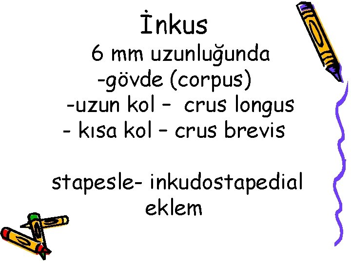 İnkus 6 mm uzunluğunda -gövde (corpus) -uzun kol – crus longus - kısa kol