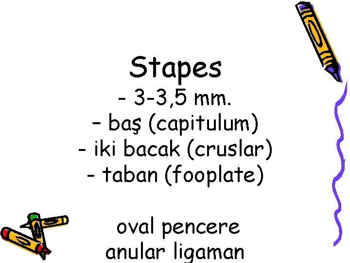 Stapes - 3 -3, 5 mm. – baş (capitulum) - iki bacak (cruslar) -