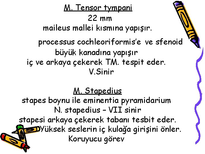 M. Tensor tympani 22 mm maileus mallei kısmına yapışır. processus cochleoriformis’e ve sfenoid büyük