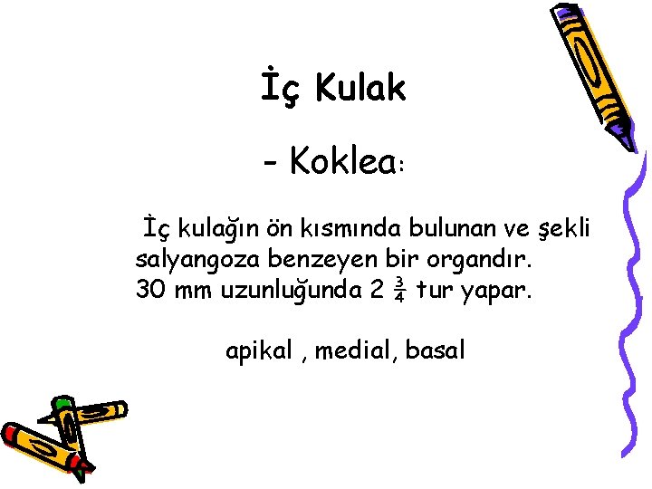 İç Kulak - Koklea: İç kulağın ön kısmında bulunan ve şekli salyangoza benzeyen bir