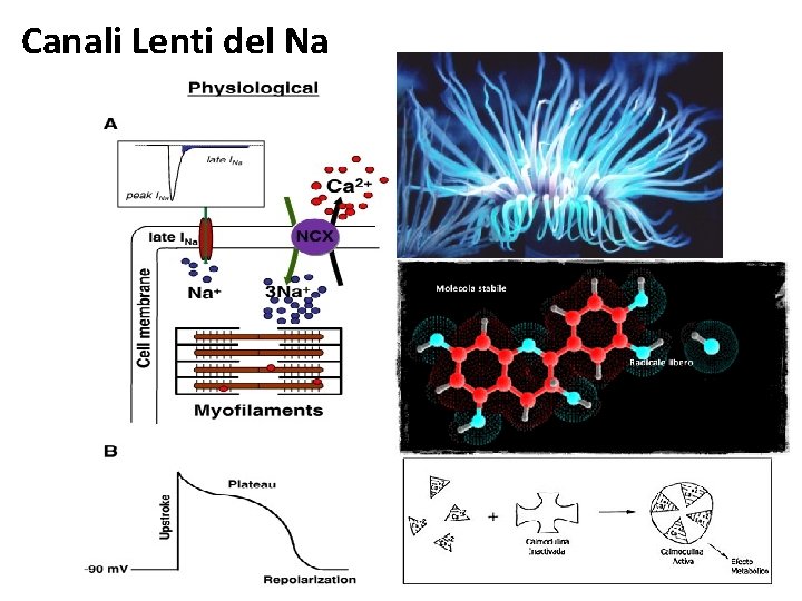 Canali Lenti del Na 