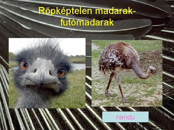 Röpképtelen madarakfutómadarak nandu 