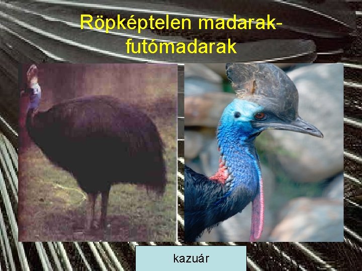 Röpképtelen madarakfutómadarak kazuár 