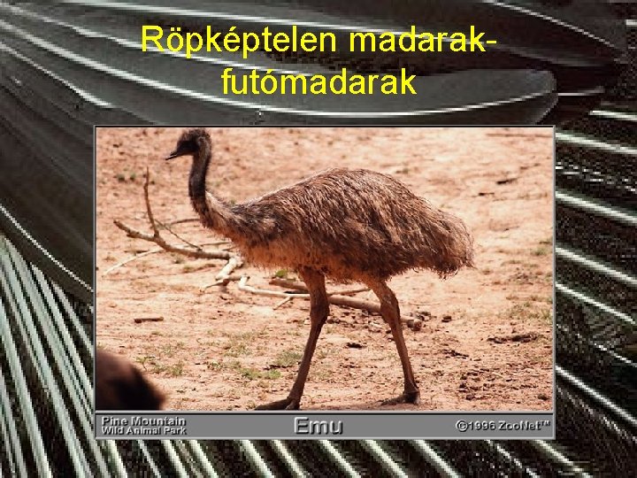 Röpképtelen madarakfutómadarak 