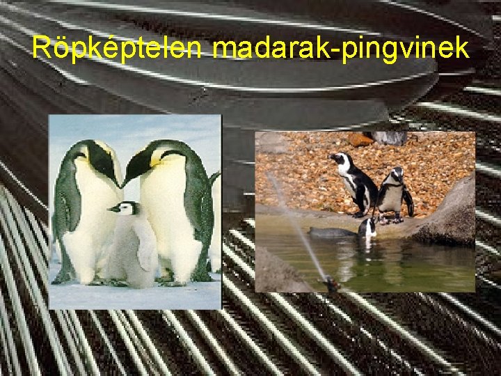 Röpképtelen madarak-pingvinek 