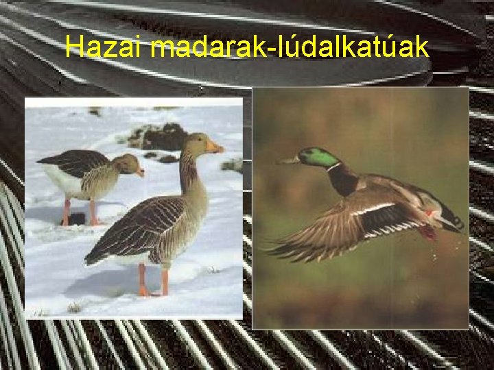 Hazai madarak-lúdalkatúak 