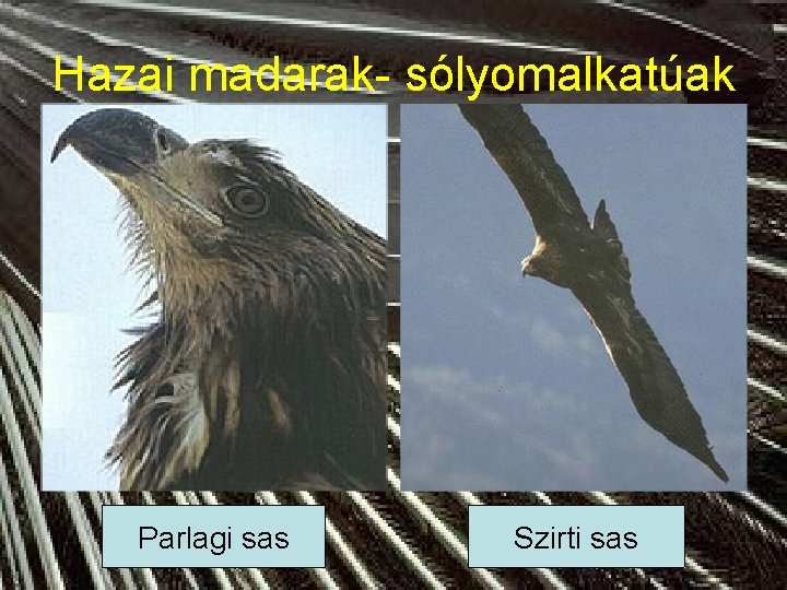 Hazai madarak- sólyomalkatúak Parlagi sas Szirti sas 