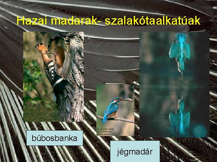 Hazai madarak- szalakótaalkatúak búbosbanka jégmadár 