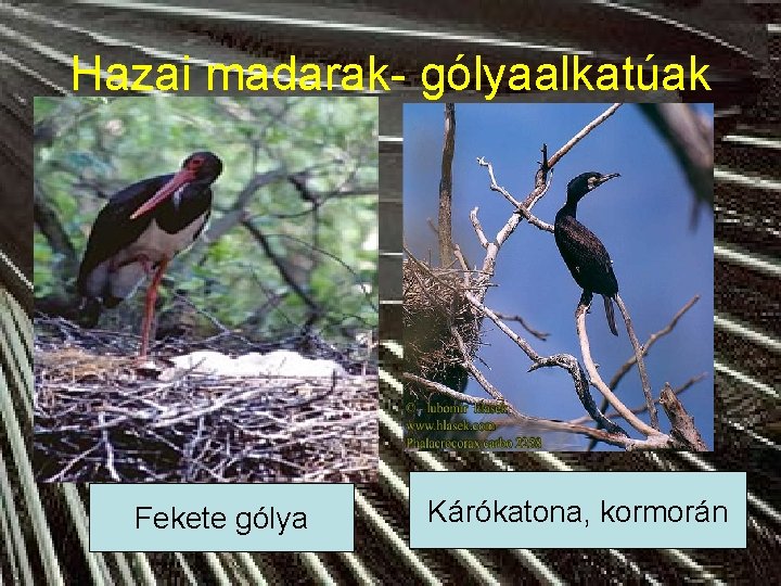 Hazai madarak- gólyaalkatúak Fekete gólya Kárókatona, kormorán 