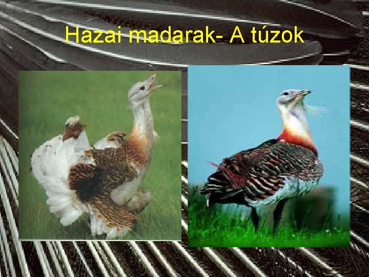 Hazai madarak- A túzok 