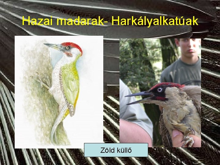 Hazai madarak- Harkályalkatúak Zöld küllő 