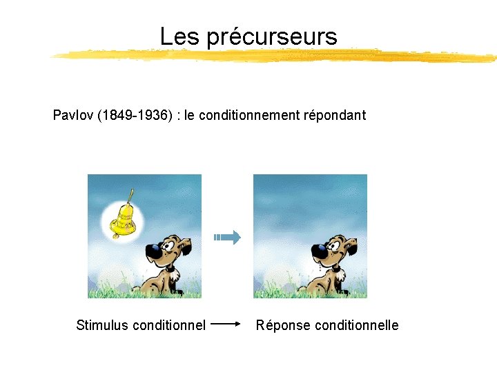 Les précurseurs Pavlov (1849 -1936) : le conditionnement répondant Stimulus conditionnel Réponse conditionnelle 
