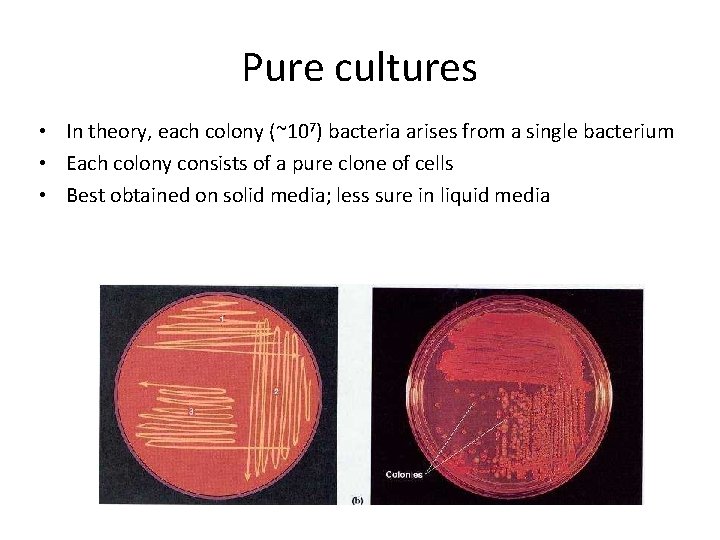 Pure cultures • In theory, each colony (~107) bacteria arises from a single bacterium