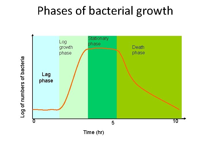 Phases of bacterial growth Log of numbers of bacteria Log growth phase Stationary phase