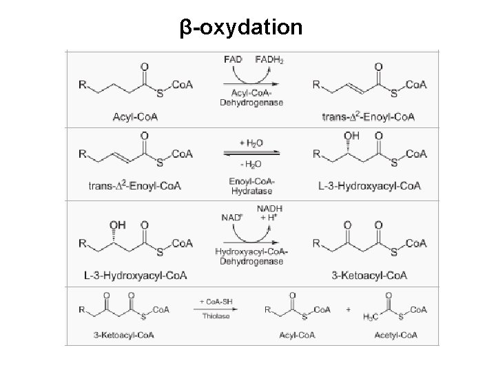 β-oxydation 