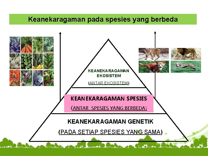 Keanekaragaman pada spesies yang berbeda KEANEKARAGAMAN EKOSISTEM (ANTAR EKOSISTEM) KEANEKARAGAMAN SPESIES (ANTAR SPESIES YANG