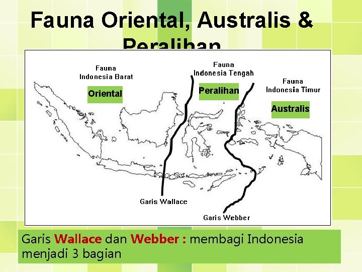 Fauna Oriental, Australis & Peralihan Oriental Peralihan Australis Garis Wallace dan Webber : membagi