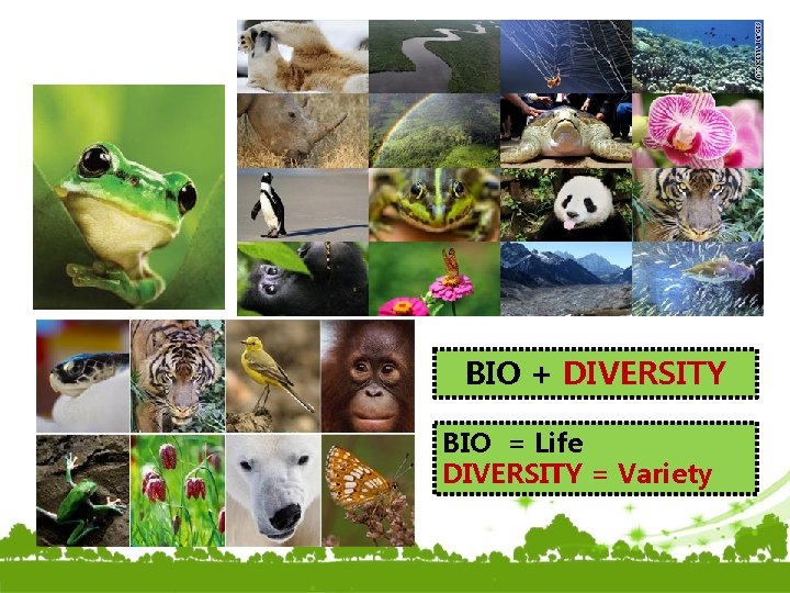 BIO + DIVERSITY BIO = Life DIVERSITY = Variety 