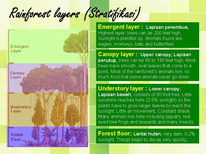 Emergent layer : Lapisan penembus, Highest layer; trees can be 200 feet high; Sunlight