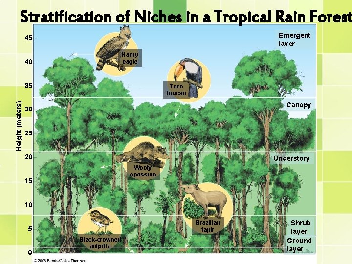 Stratification of Niches in a Tropical Rain Forest Emergent layer 45 Harpy eagle 40