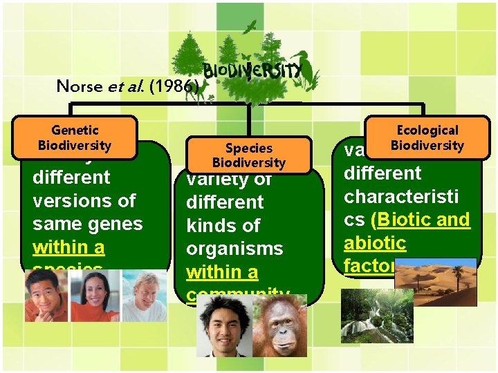 Norse et al. (1986) Genetic Biodiversity variety of different versions of same genes within