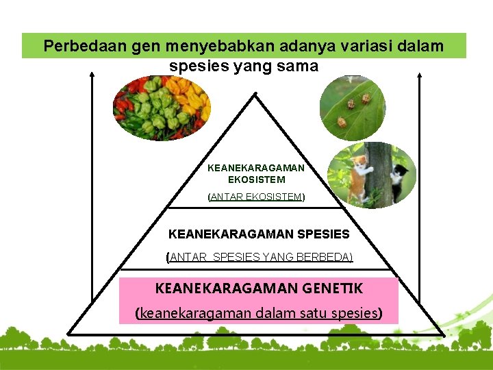 Perbedaan gen menyebabkan adanya variasi dalam spesies yang sama KEANEKARAGAMAN EKOSISTEM (ANTAR EKOSISTEM) KEANEKARAGAMAN