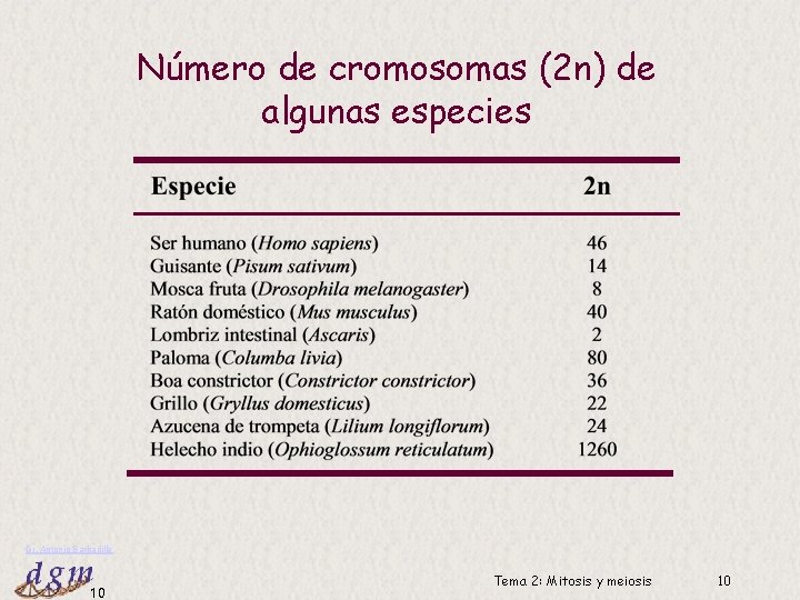 Número de cromosomas (2 n) de algunas especies Dr. Antonio Barbadilla 10 Tema 2: