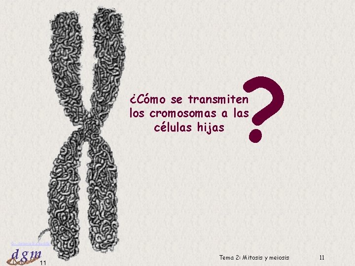 ? ¿Cómo se transmiten los cromosomas a las células hijas Dr. Antonio Barbadilla 11