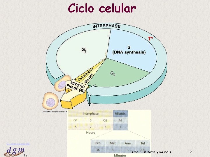 Ciclo celular Dr. Antonio Barbadilla 12 Tema 2: Mitosis y meiosis 12 