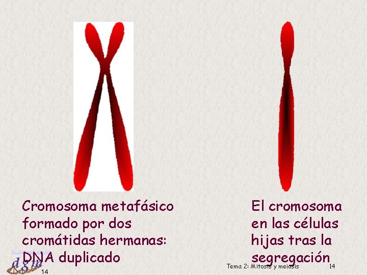 Cromosoma metafásico formado por dos cromátidas hermanas: DNA duplicado Dr. Antonio Barbadilla 14 El