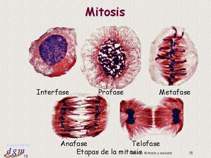 Mitosis Interfase Dr. Antonio Barbadilla 15 Profase Metafase Anafase Telofase Tema 2: Mitosis y