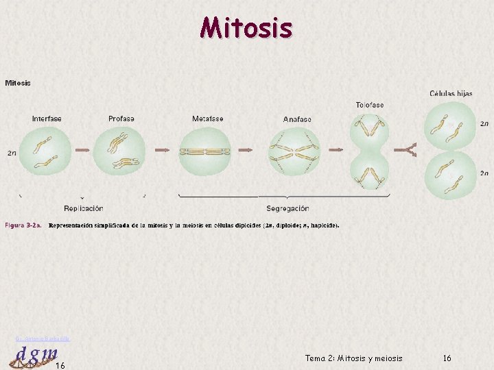 Mitosis Dr. Antonio Barbadilla 16 Tema 2: Mitosis y meiosis 16 