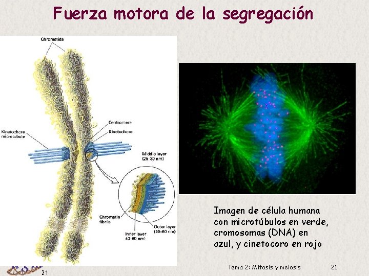 Fuerza motora de la segregación Imagen de célula humana con microtúbulos en verde, cromosomas