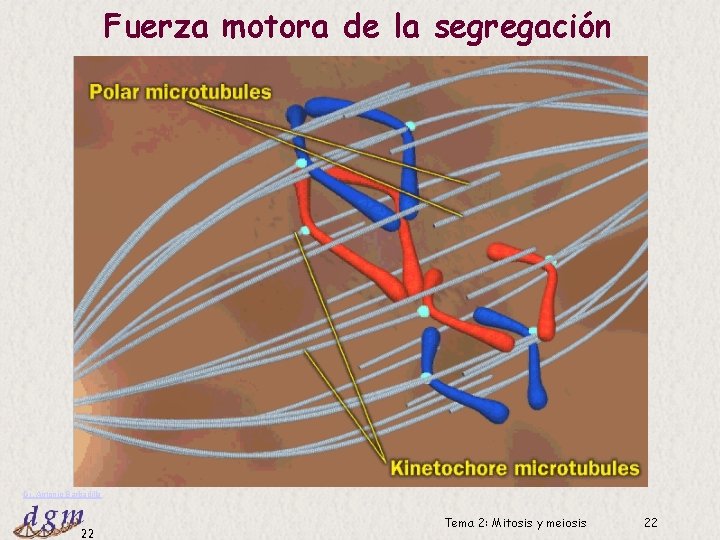 Fuerza motora de la segregación Dr. Antonio Barbadilla 22 Tema 2: Mitosis y meiosis