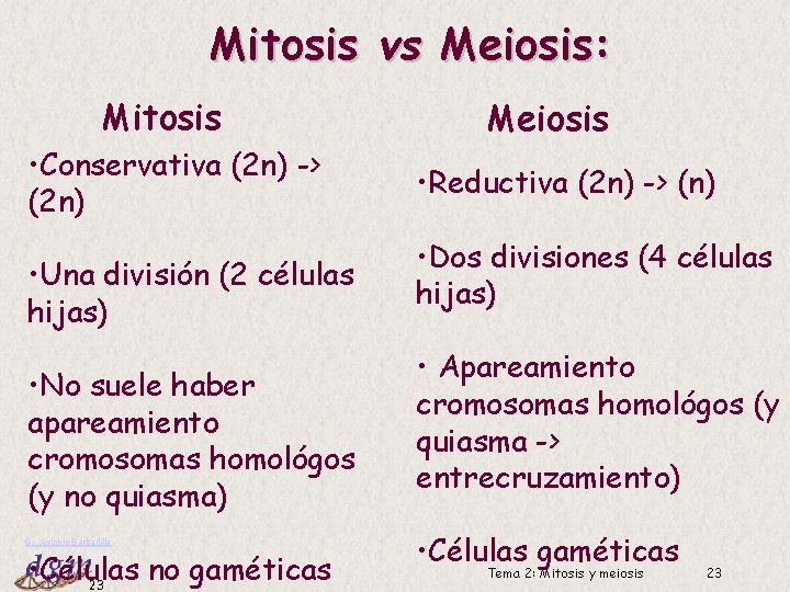 Mitosis vs Meiosis: Mitosis • Conservativa (2 n) -> (2 n) • Una división