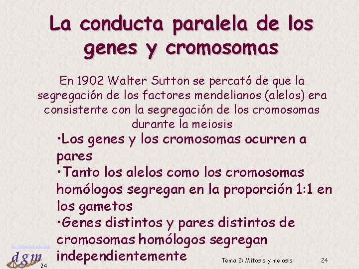 La conducta paralela de los genes y cromosomas En 1902 Walter Sutton se percató